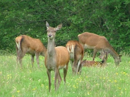 Deer on low ground- small web