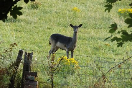 Fallow deer- small web