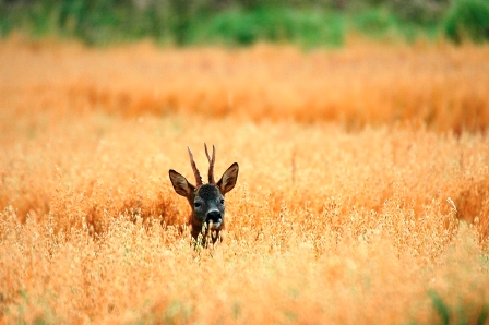 Low Ground (Roe Deer) - small web